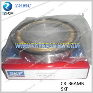 SKF Crl36amb Single Row Inch Cylindrical Roller Bearing with Brass Cage